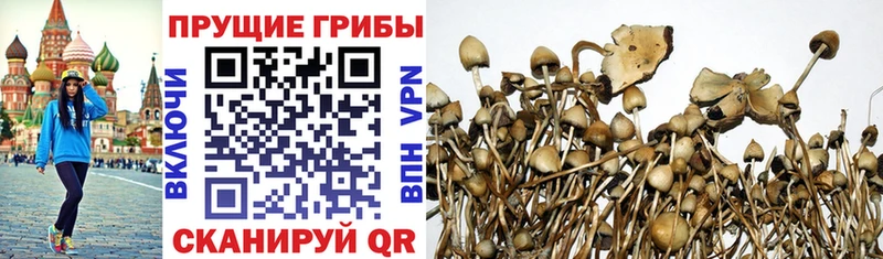 это состав  купить наркоту  Кизляр  Галлюциногенные грибы MAGIC MUSHROOMS 