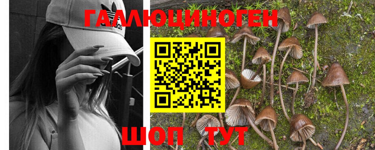 Кизляр  Галлюциногенные грибы Psilocybe  Галлюциногенные грибы Cubensis  Вход с VPN 